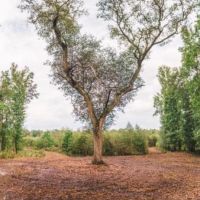 Ohoopee River Hammock images 3