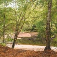 Ohoopee River Hammock images 4