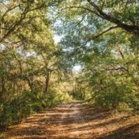Ohoopee River Hammock images 5