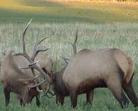 Open Range Trophy Hunting - Over 150 Intensively Managed Acres & Exotics