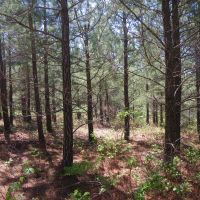 Pemberton Tract images 4
