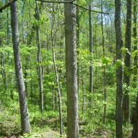 Pemberton Tract images 5