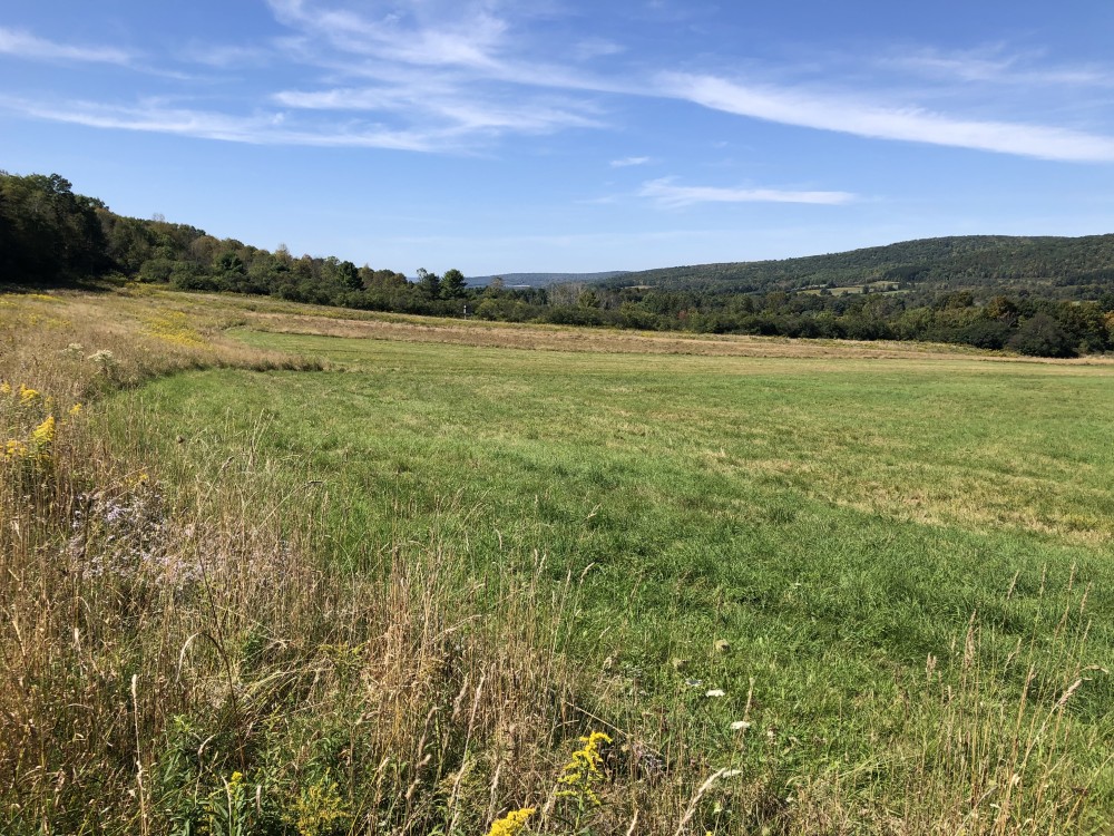 145 acres Hunting Land and Farm Fields in Angelica NY County Rd 2 featured image