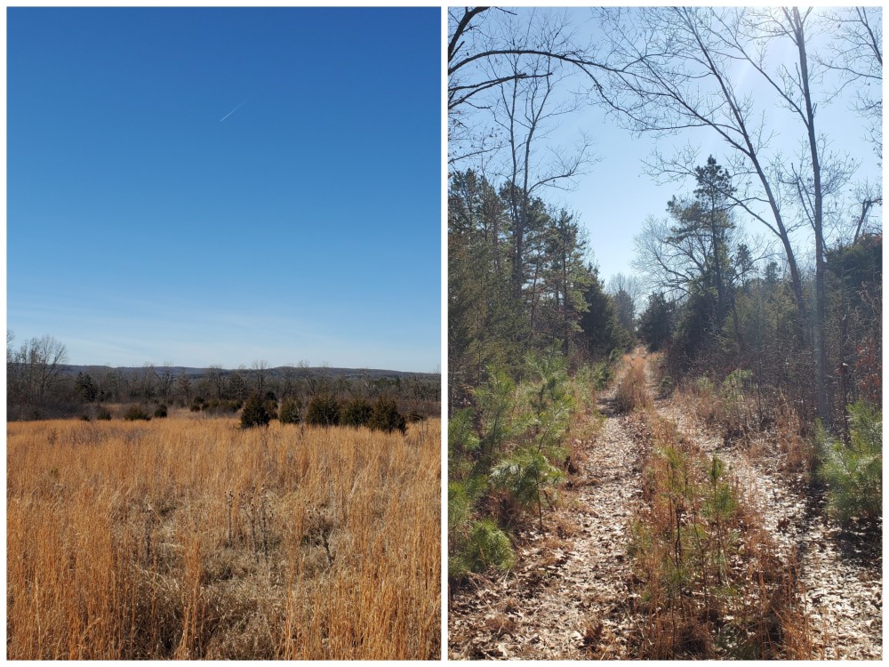 Land for Sale in South Central Missouri featured image