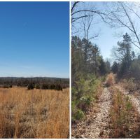 Land for Sale in South Central Missouri