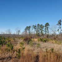 Land for Sale in South Central Missouri images 4