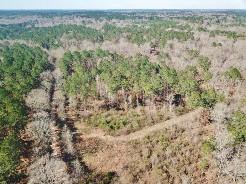 115 Acre Hunting and Timber Land for Sale  Jefferson Co.&nbsp; MS featured image