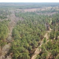 115 Acre Hunting and Timber Land for Sale  Jefferson Co.&nbsp; MS images 2