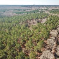115 Acre Hunting and Timber Land for Sale  Jefferson Co.&nbsp; MS images 3