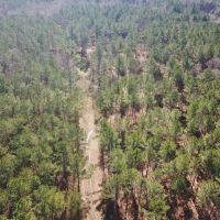 115 Acre Hunting and Timber Land for Sale  Jefferson Co.&nbsp; MS images 4