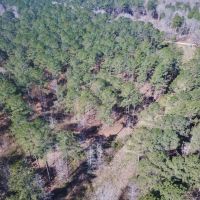115 Acre Hunting and Timber Land for Sale  Jefferson Co.&nbsp; MS images 5