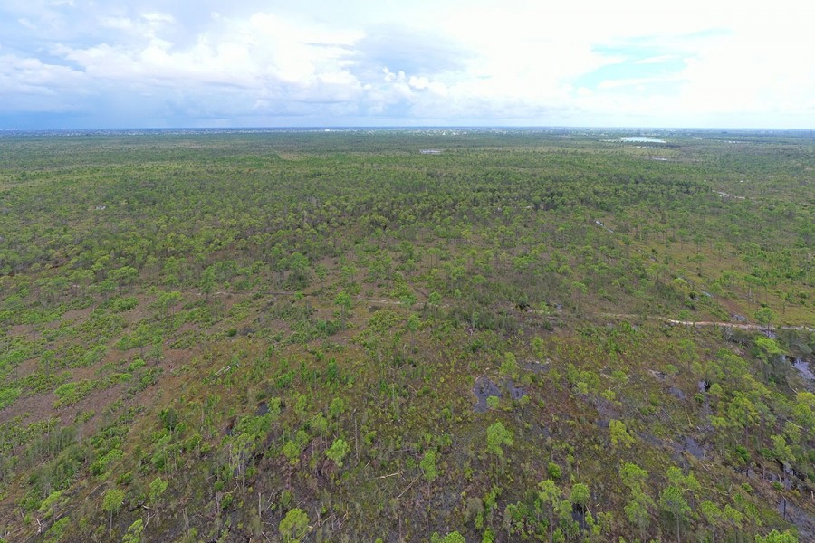 Hunting Tract - NW Lee County featured image