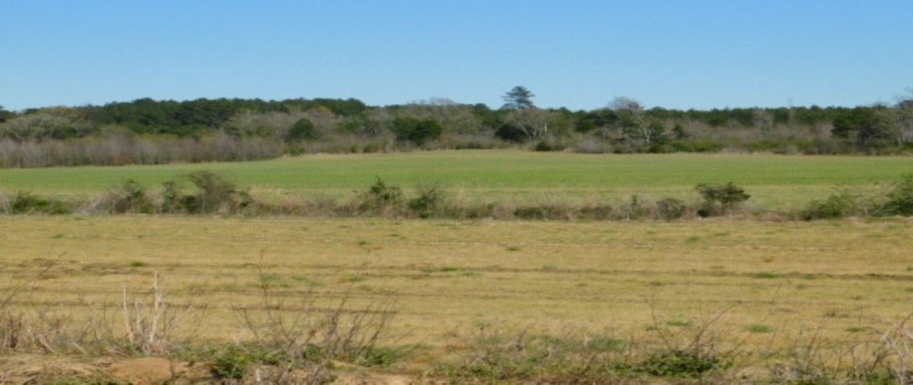 278 Acres in Madison County in Canton  MS featured image