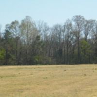 278 Acres in Madison County in Canton  MS images 5