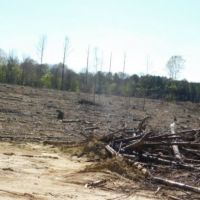 278 Acres in Madison County in Canton  MS images 6