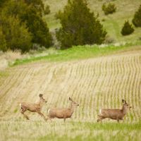 SxS Ranch images 5