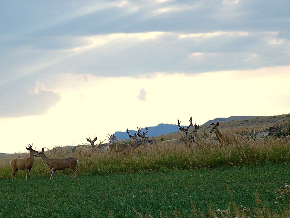West End River Ranch featured image