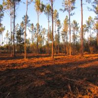 20.90 acres in NPSD images 6