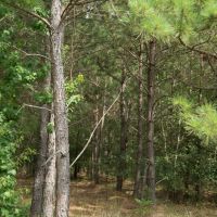 1797 Acres &nbsp; Montgomery County Transition images 4