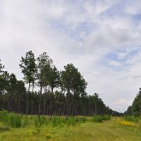 1797 Acres &nbsp; Montgomery County Transition images 5