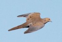Turkey, Dove, & Upland Game Hunting Preserve on 1,500 Acres of Farmland