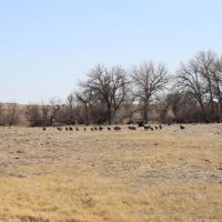 River Valley Ranch Land Auction images 4