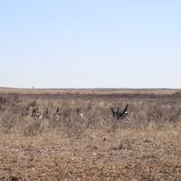 River Valley Ranch Land Auction images 5