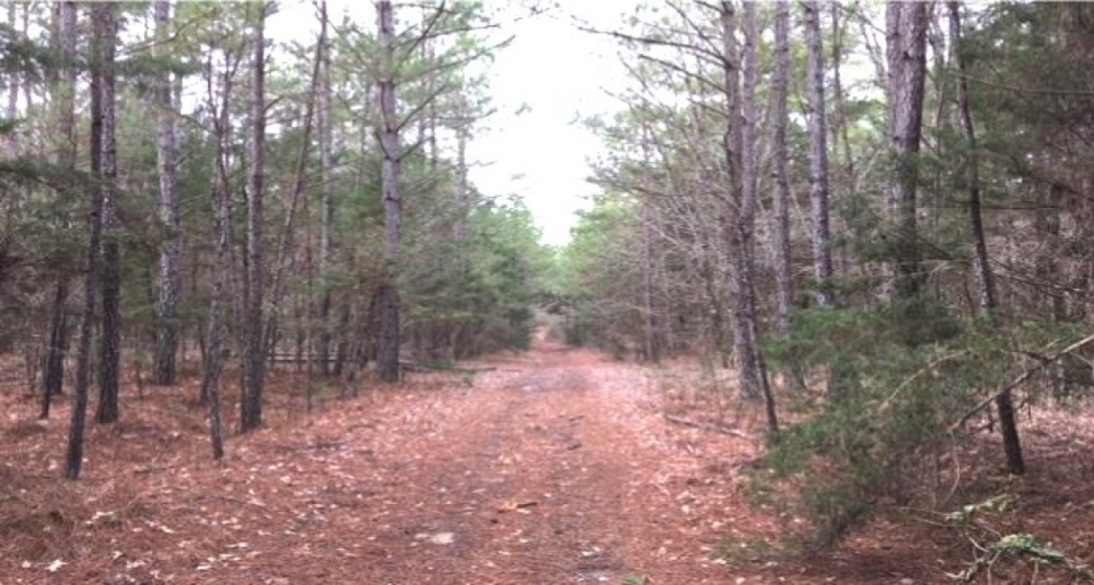 64.5 Acres in Pontotoc County in Shannon  MS featured image