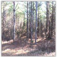 64.5 Acres in Pontotoc County in Shannon  MS images 2