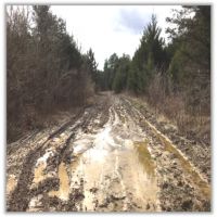 64.5 Acres in Pontotoc County in Shannon  MS images 3