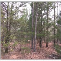 64.5 Acres in Pontotoc County in Shannon  MS images 4
