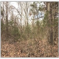64.5 Acres in Pontotoc County in Shannon  MS images 5