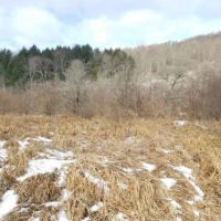 8 acres Hunt Whitesville NY State Rte 248 images 5