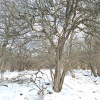 8 acres Hunt Whitesville NY State Rte 248 images 6
