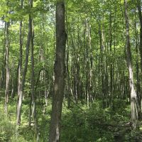 13 acres Hunting Land Bombay NY images 6