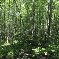 13 acres Hunting Land Bombay NY images 3