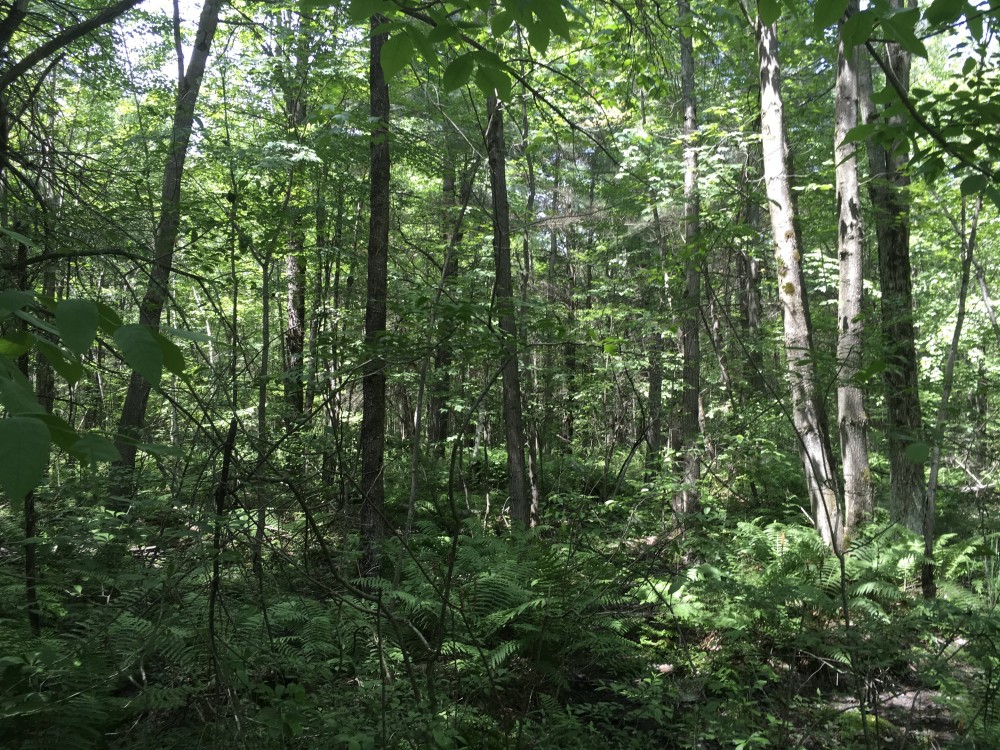 13 acres Hunting Land Bombay NY featured image