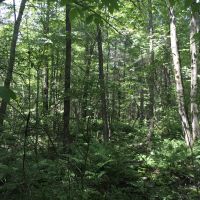 13 acres Hunting Land Bombay NY