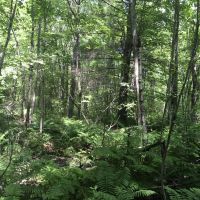 13 acres Hunting Land Bombay NY images 2