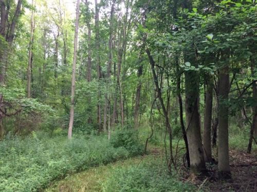 36 acres Woodlands Darien NY with Financing featured image