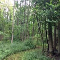 36 acres Woodlands Darien NY with Financing