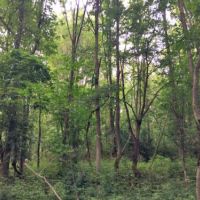 36 acres Woodlands Darien NY with Financing images 2