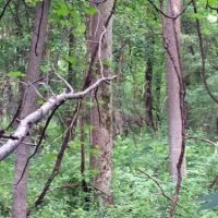 36 acres Woodlands Darien NY with Financing images 3
