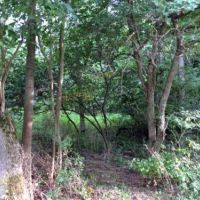 36 acres Woodlands Darien NY with Financing images 4
