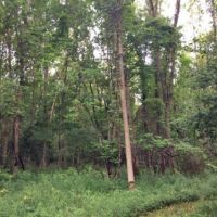 36 acres Woodlands Darien NY with Financing images 5