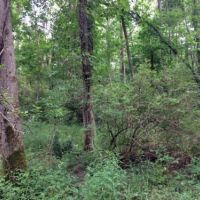 36 acres Woodlands Darien NY with Financing images 6
