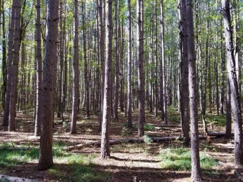 49 acres Hunting Land in Cameron NY featured image