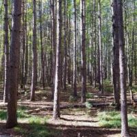 49 acres Hunting Land in Cameron NY