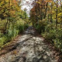 49 acres Hunting Land in Cameron NY images 2