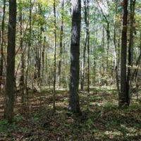 49 acres Hunting Land in Cameron NY images 3